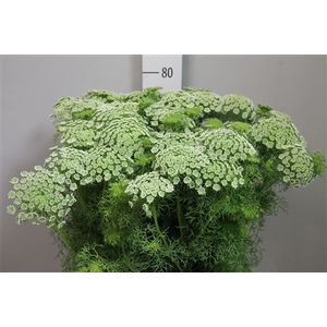 Ammi Vis Casablanca