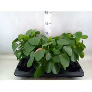 Pilea peperomoides