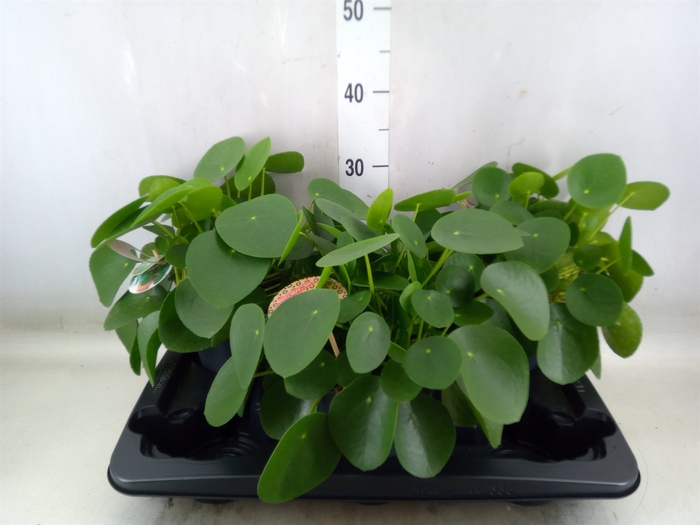 <h4>Pilea peperomoides</h4>