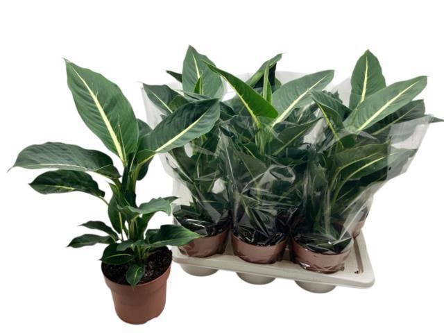 <h4>DIEFF GREEN MAGIC</h4>