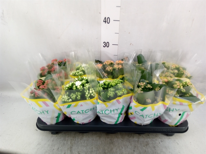 <h4>Kalanchoe blos.   ..rosebud mix  5</h4>