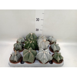 Astrophytum myriostigma