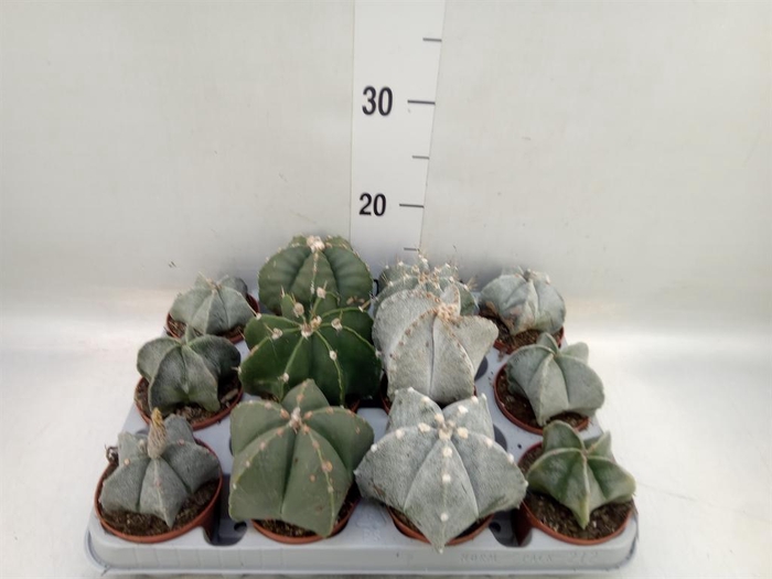 <h4>Astrophytum myriostigma</h4>