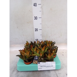 Kalanchoe NF tomentosa