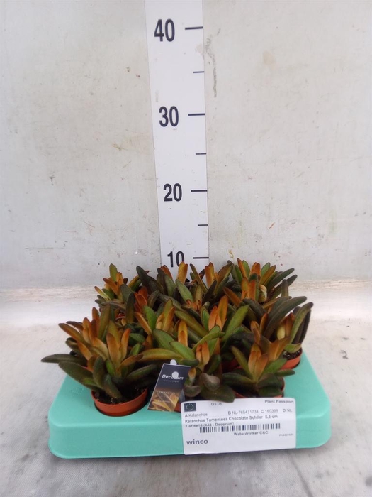 <h4>Kalanchoe NF tomentosa</h4>