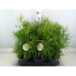 Asparagus falcatus