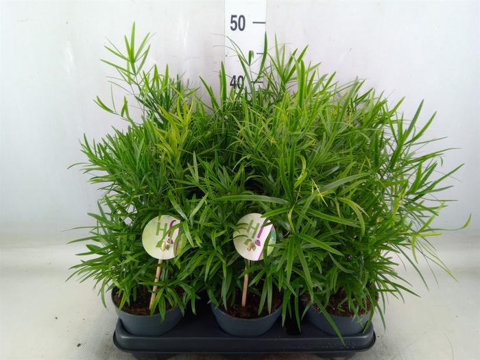 <h4>Asparagus falcatus</h4>