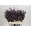 Limonium Safora Dark Blue