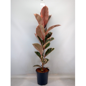 Ficus elastica 'Belize'