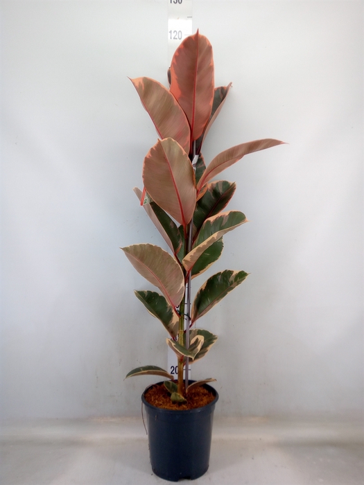<h4>Ficus elastica 'Belize'</h4>