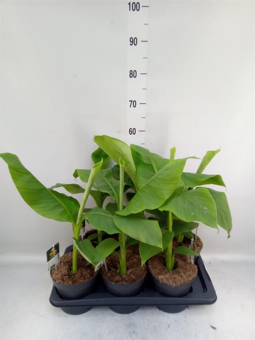 <h4>Musa basjoo</h4>