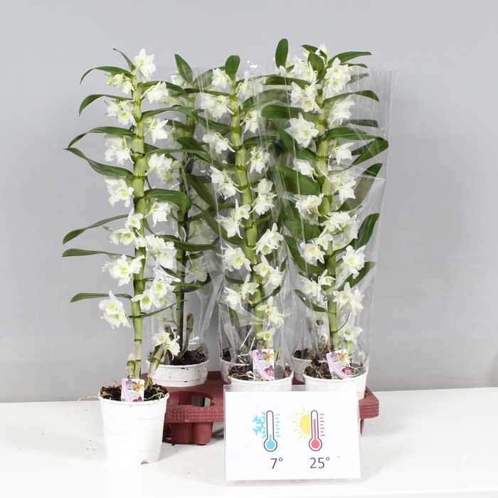 <h4>DENDR N SC APOLLON</h4>