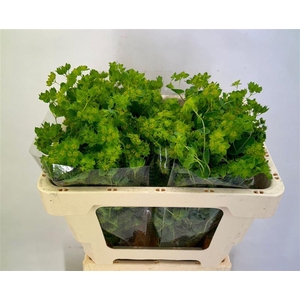 Bupleurum Rotundifol