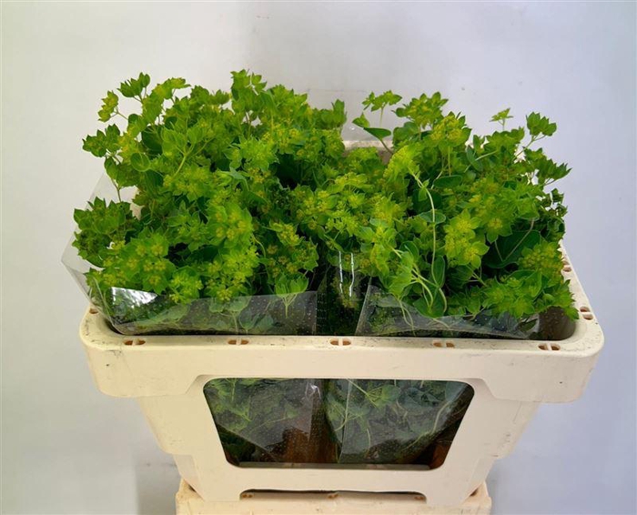 <h4>Bupleurum Rotundifol</h4>