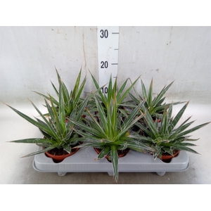 Agave filifera