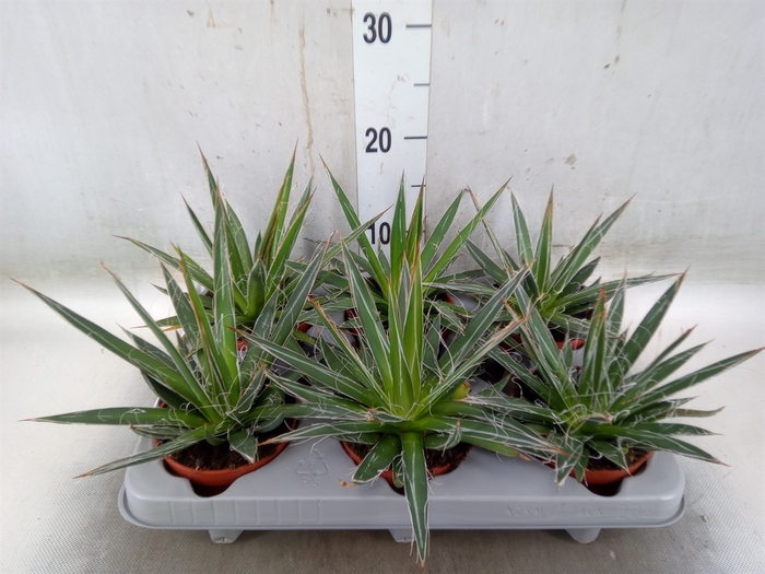 <h4>Agave filifera</h4>