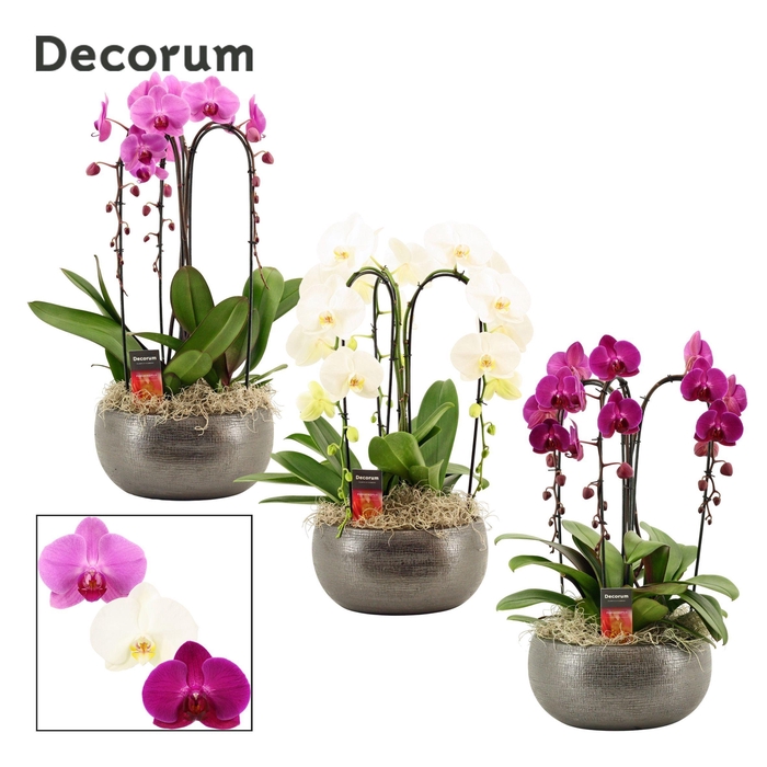 <h4>Nero cascade 3 tak symphony mix (Deco-collection)</h4>