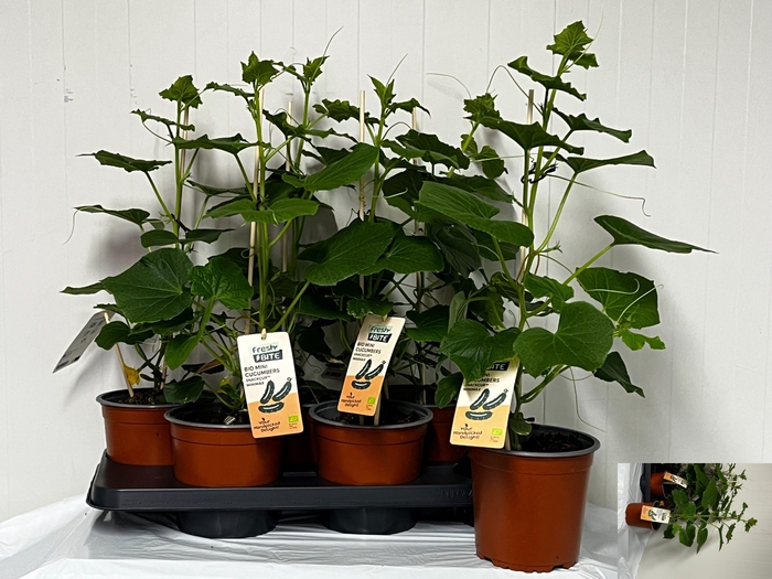 <h4>KOMKOMMERPLANTEN</h4>