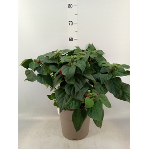 Hibiscus mosch. 'Luna'   ...mix