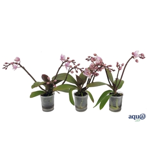 Phal Tiny Dolls Wild Roze 3/4T18+ Aqu@