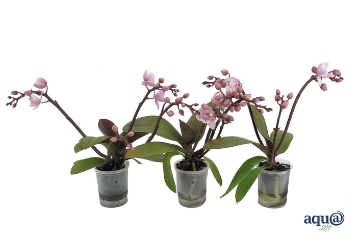 <h4>Phal Tiny Dolls Wild Roze 3/4T18+ Aqu@</h4>