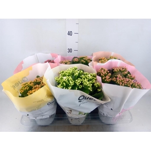 Kalanchoe blos.   ..rosebud mix GR
