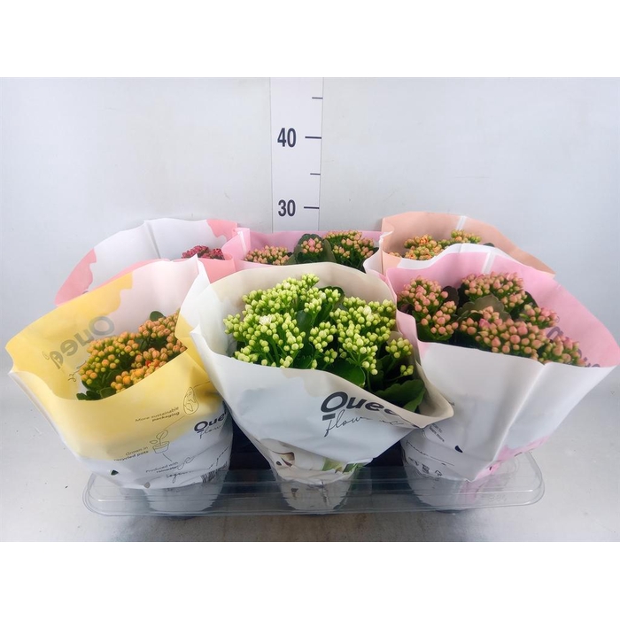 <h4>Kalanchoe blos.   ..rosebud mix GR</h4>