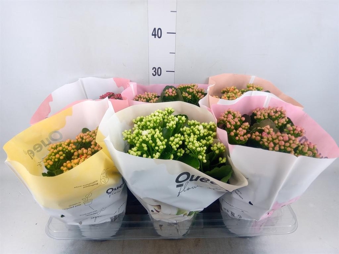 Kalanchoe blos.   ..rosebud mix GR