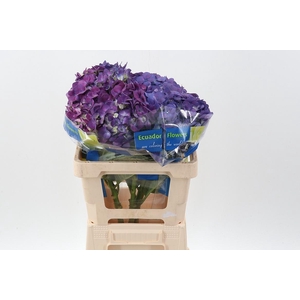 Hydr Beauty Berry Jumbo