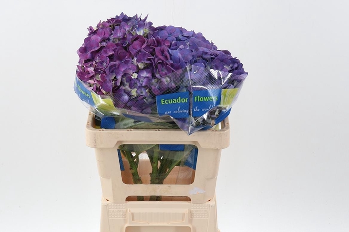 <h4>Hydr Beauty Berry Jumbo</h4>