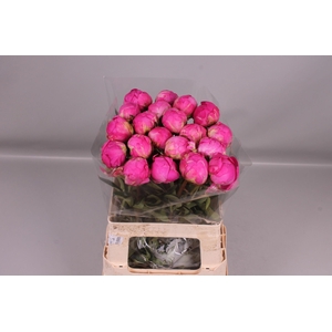 Paeonia Glory Hallelujah | Heavy Quality