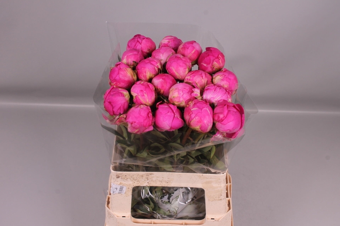 <h4>Paeonia Glory Hallelujah | Heavy Quality</h4>