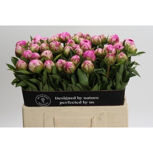 Paeonia Dr Alexander Fleming