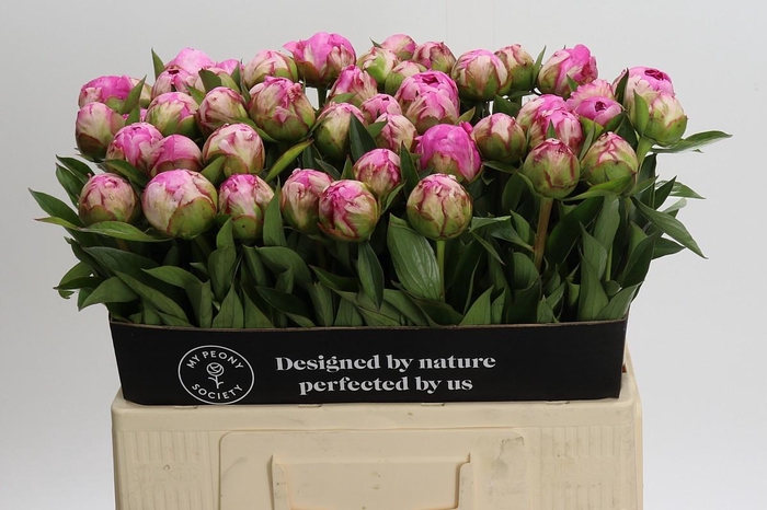 <h4>Paeonia Dr Alexander Fleming</h4>