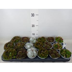 Sempervivum   ...mix