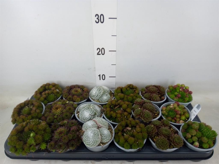 <h4>Sempervivum   ...mix</h4>