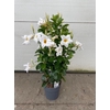 Dipladenia dubbelboog wit