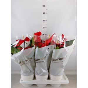 Anthurium andr. 'Minnesota'
