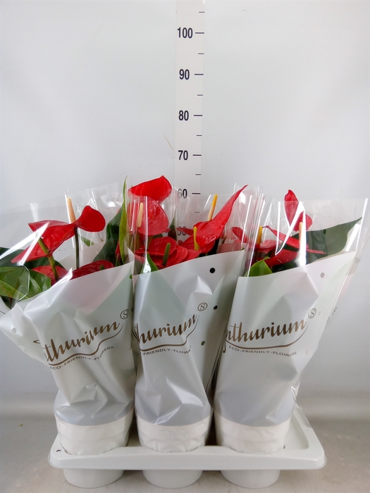 <h4>Anthurium andr. 'Minnesota'</h4>