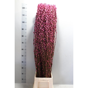 SALIX  SN FLA KLB H%
