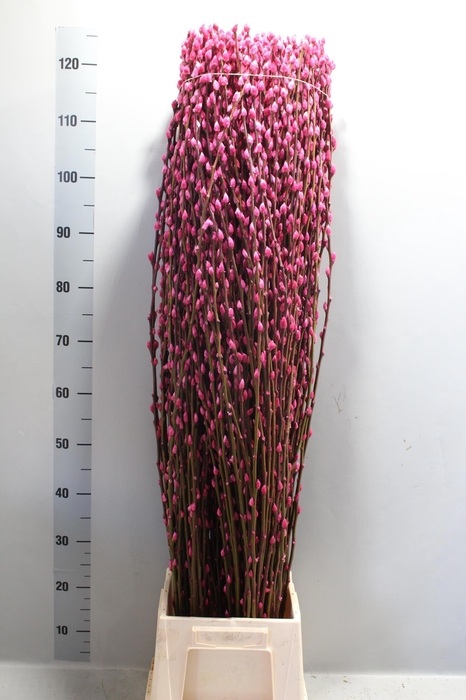<h4>SALIX  SN FLA KLB H%</h4>