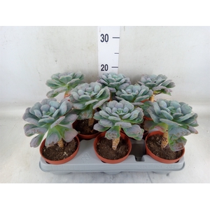 Echeveria   ...