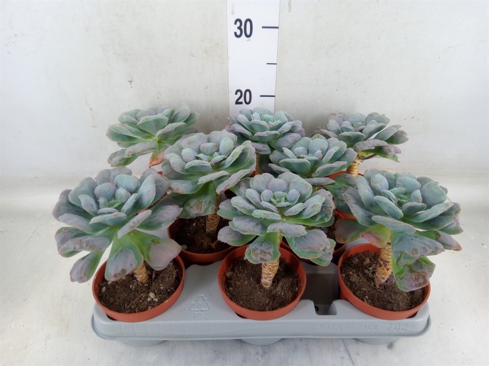 <h4>Echeveria   ...</h4>