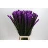 Liatris Callilepis