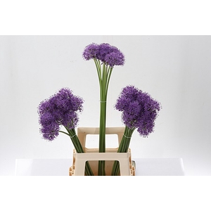 Allium Gladiator