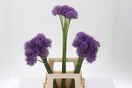 <h4>Allium Gladiator</h4>