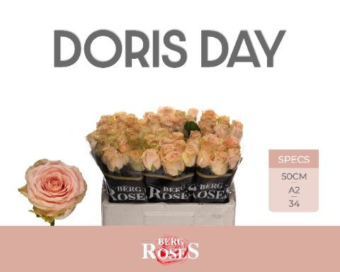 <h4>R GR DORIS DAY @ A2</h4>