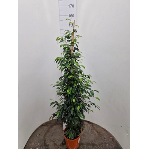 Ficus Danielle 20Ø 150cm