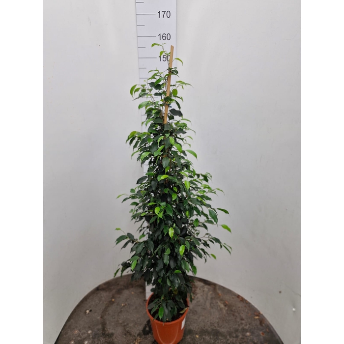 <h4>Ficus Danielle 20Ø 150cm</h4>