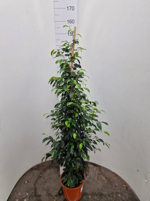 Ficus Danielle 20Ø 150cm